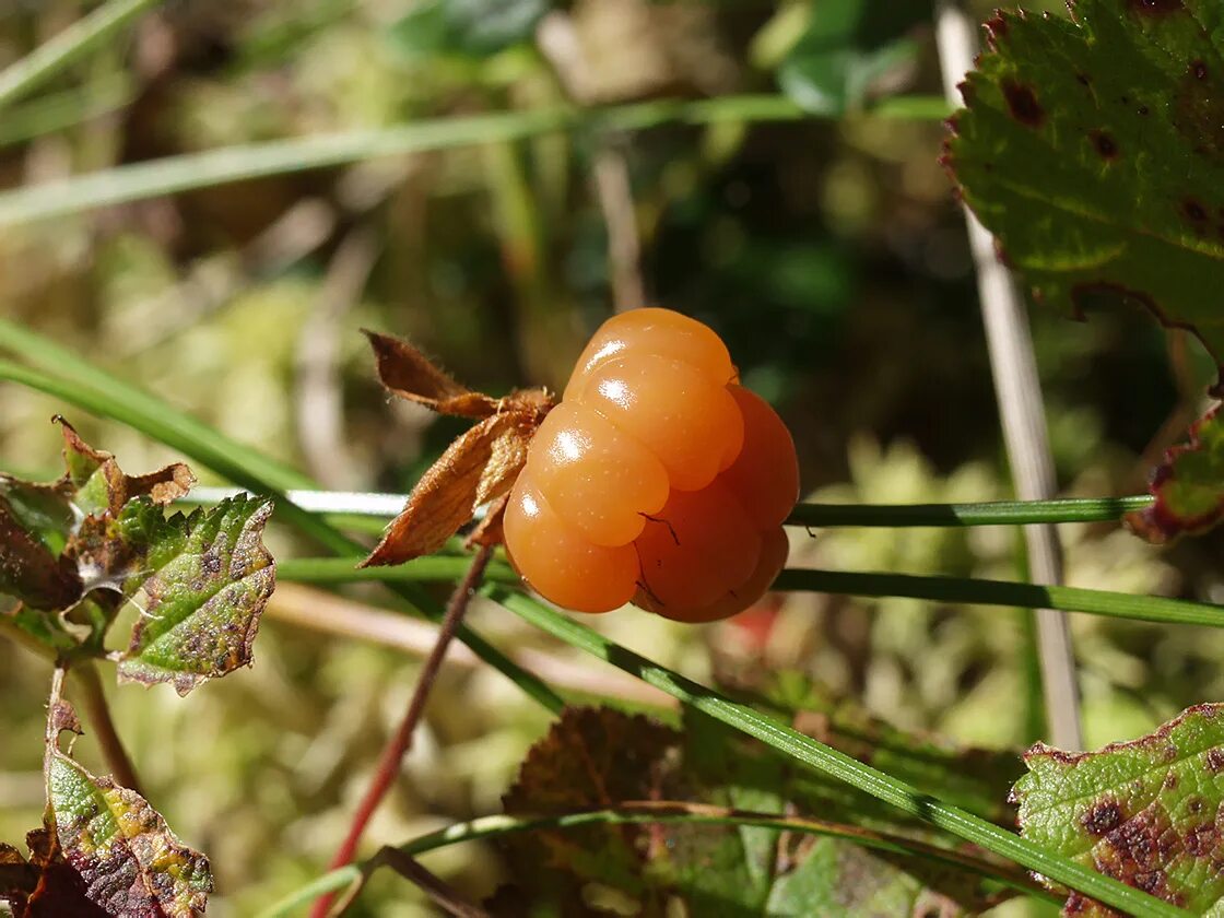 Морошка (Rubus chamaemorus). Морошка приземистая (Rubus chamaemorus),. Янтарная Морошка. Янтарную морошку (Rubus chamaemorus). Морошка ковыль