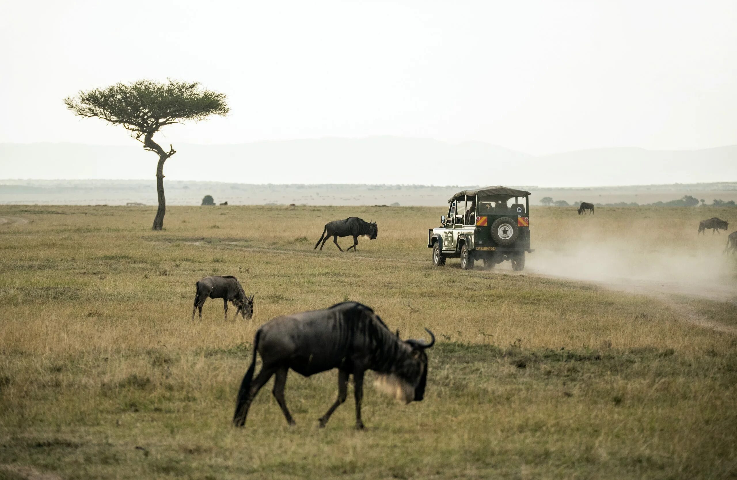 Good africa. Национальный парк Пиланесберг. Пиланесберг ЮАР. Йоханнесбург Африка сафари. Нгоронгоро национальный парк.