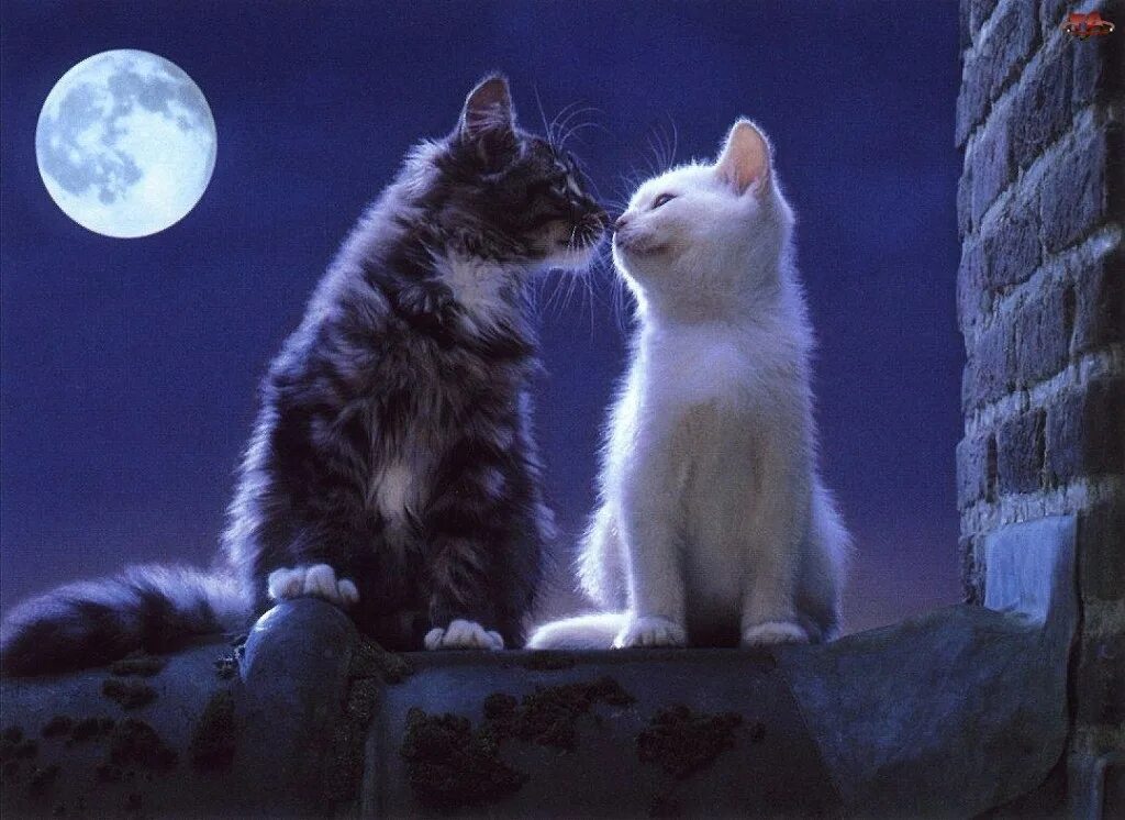 Киска друг. Ночной поцелуй кошки. Котики любовь. Кошачья любовь. Котята под луной.