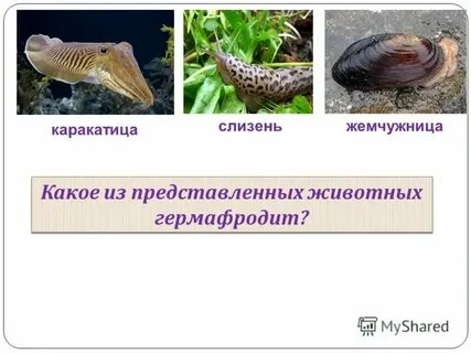 Каких животных называют гермафродитами