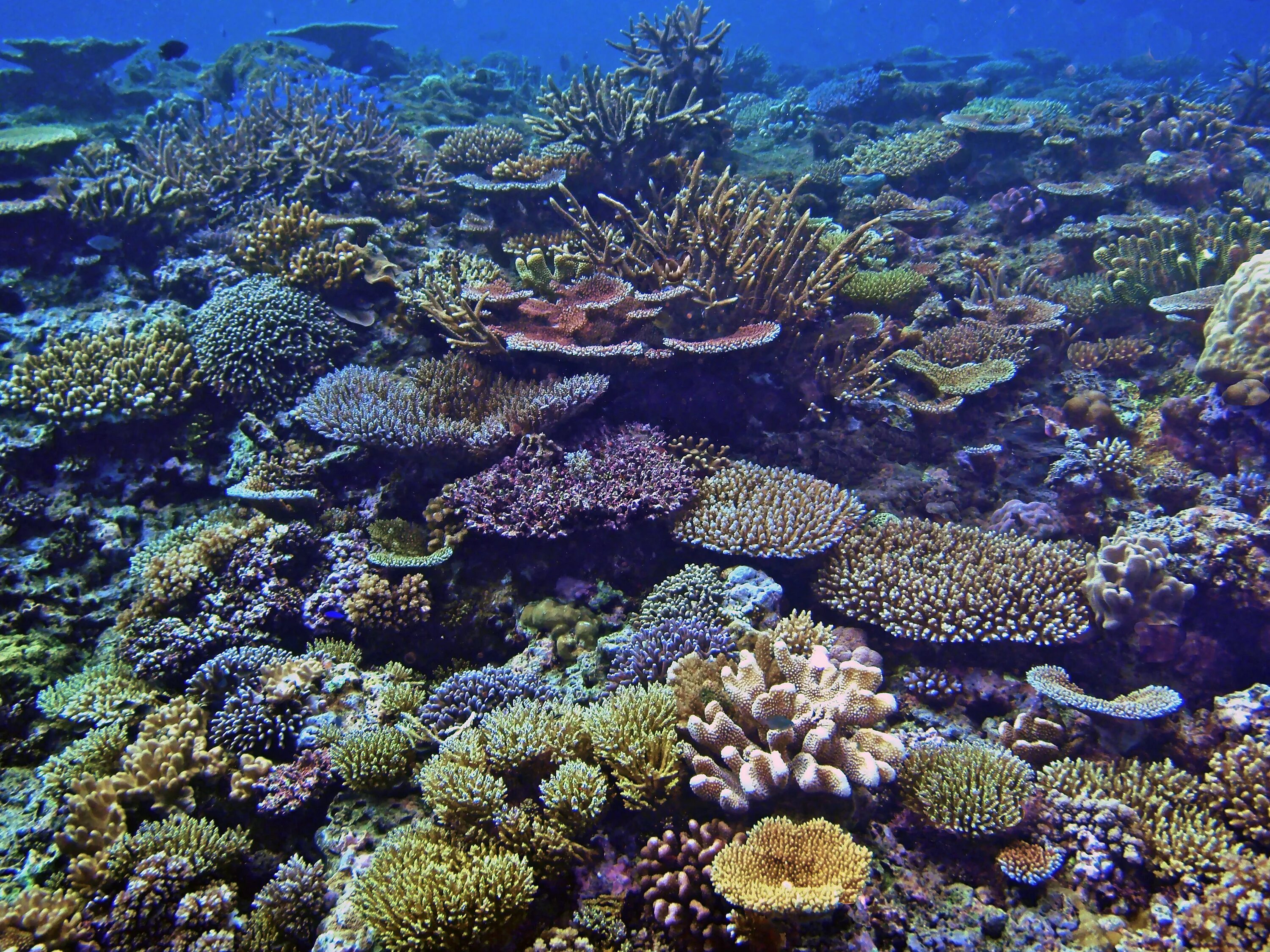 Great barrier reef corals. Коралловый Барьерный риф. Барьерный риф в Австралии. Фиджи риф. Коралловые рифы Фиджи.