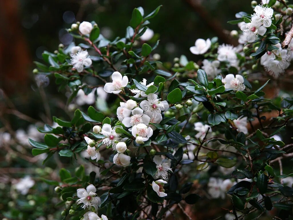 Мирт вариегатный. Myrtus communis. Ugni Мирт. Мирт Угни Молине. Мирт лума.