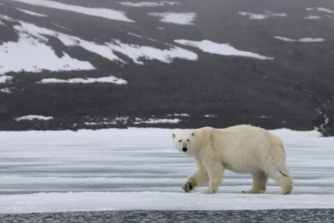Животные архангельск