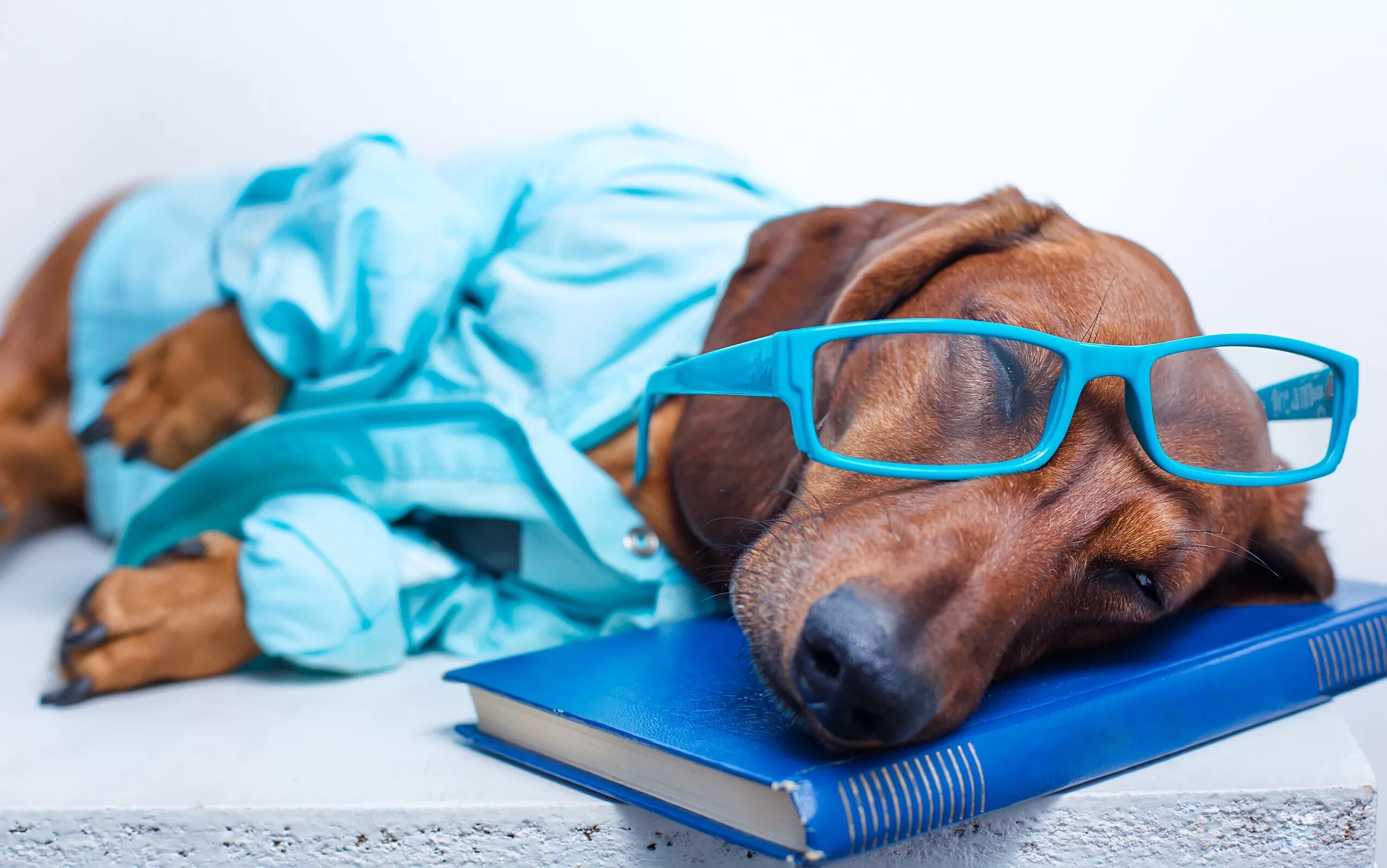 Расслабленная собака. Такса в очках. Собака лежит на столе. Собака в очках. Собака на голубом фоне.