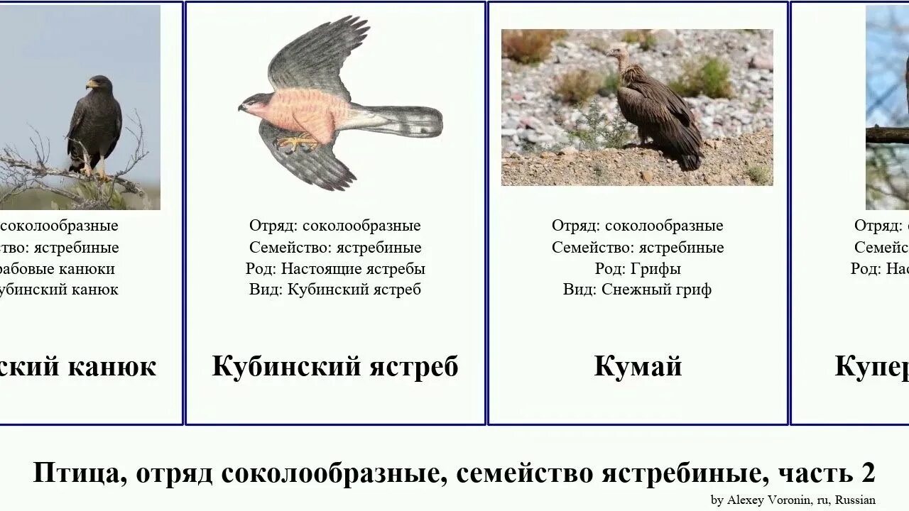 Отношения между березой и ястребом перепелятником. Тетеревятник и перепелятник отличия. Ястреб перепелятник и тетеревятник отличия. Ястреб тетеревятник классификация. Ястреб - тетеревятник (Accipiter gentilis).