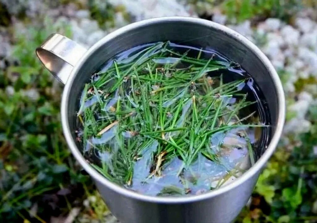 еловый чай. хвощ полевой отвар. настой из веток сосны. отвар из еловых иголок. отвар из хвои сосны.