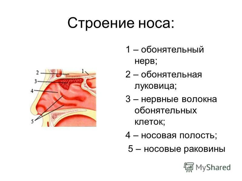 Нос орган обоняния функции. Носовая полость строение и функции. Носовая полость строение анатомия. Функции полости носа анатомия.