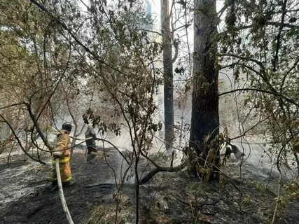 Абайская область последние новости