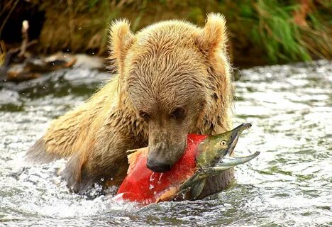 Bears eat fish