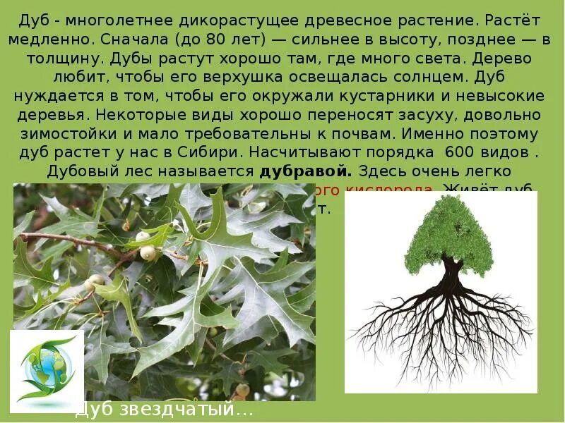 Что растет на дубе. Дуб дикорастущее растение. Многолетние растение дуб. Где растет дуб.