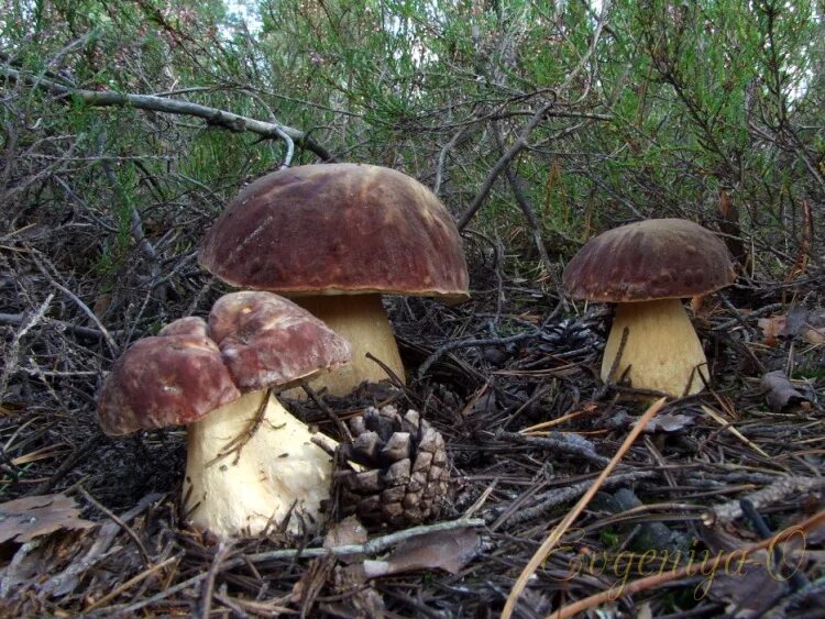 белый гриб в сосновом бору. сосновый бор белые грибы. гриб боровик в бору. белый круглый гриб. грибы растущие в сосновом бору.