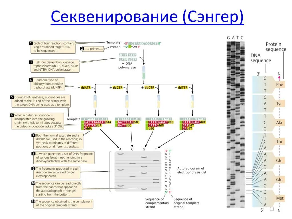 Метод секвенирования днк. Метод секвенирования по Сэнгеру. Секвенирование ДНК по методу Сэнгера. Схема секвенирования ДНК. Секвенирование метод Сэнгера схема.