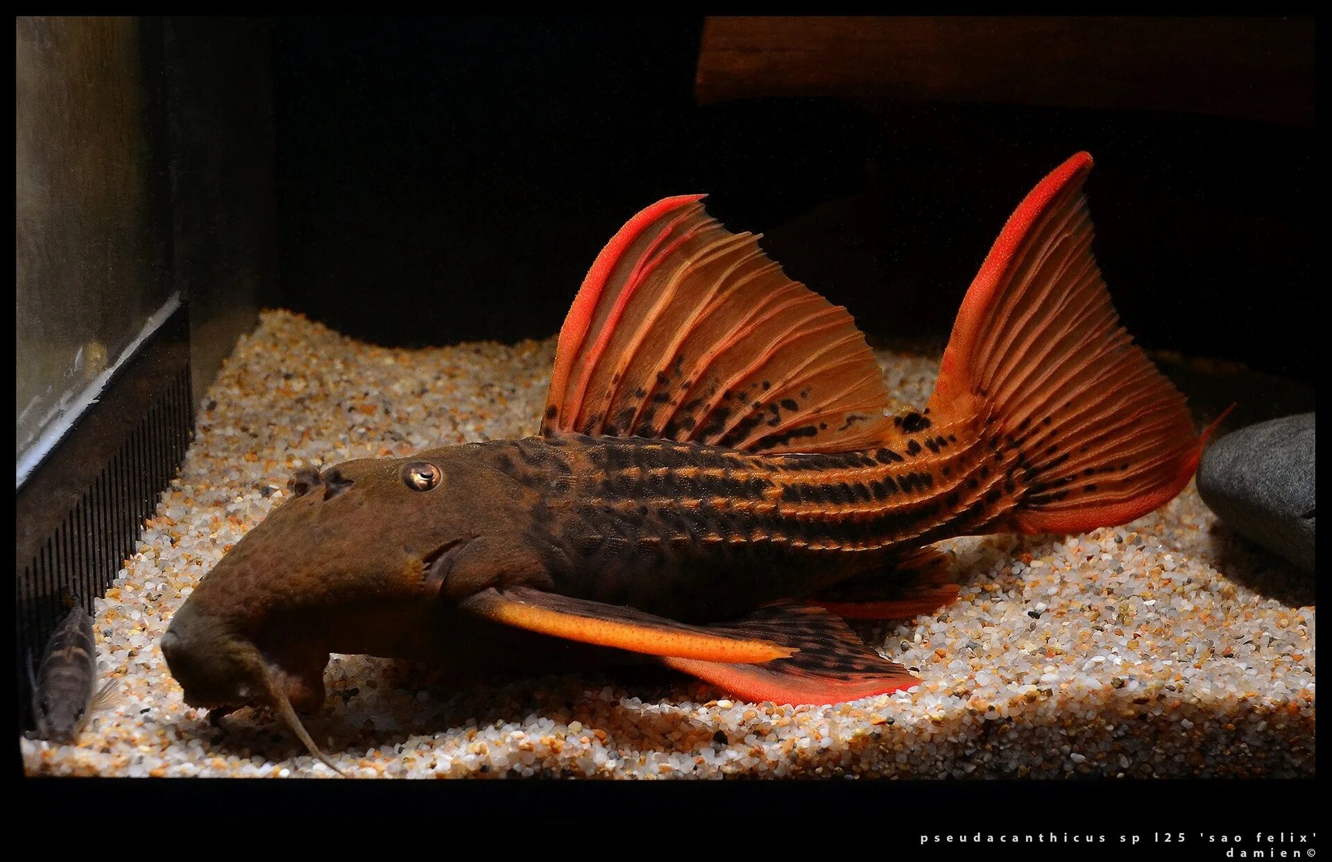 L600 анциструс. L600 анциструс. 600 сом. Номерной сом l600. 600 сом.