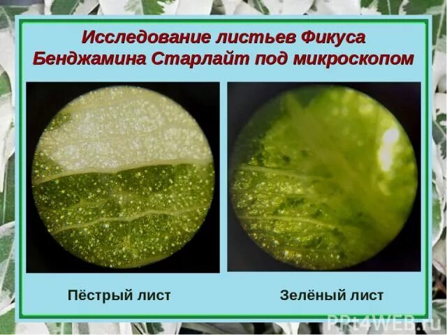 Поперечный лист фикуса. Лист фикуса под микроскопом. лист под микроскопом. строение листа фикуса. лист фикуса бенджамина под микроскопом.