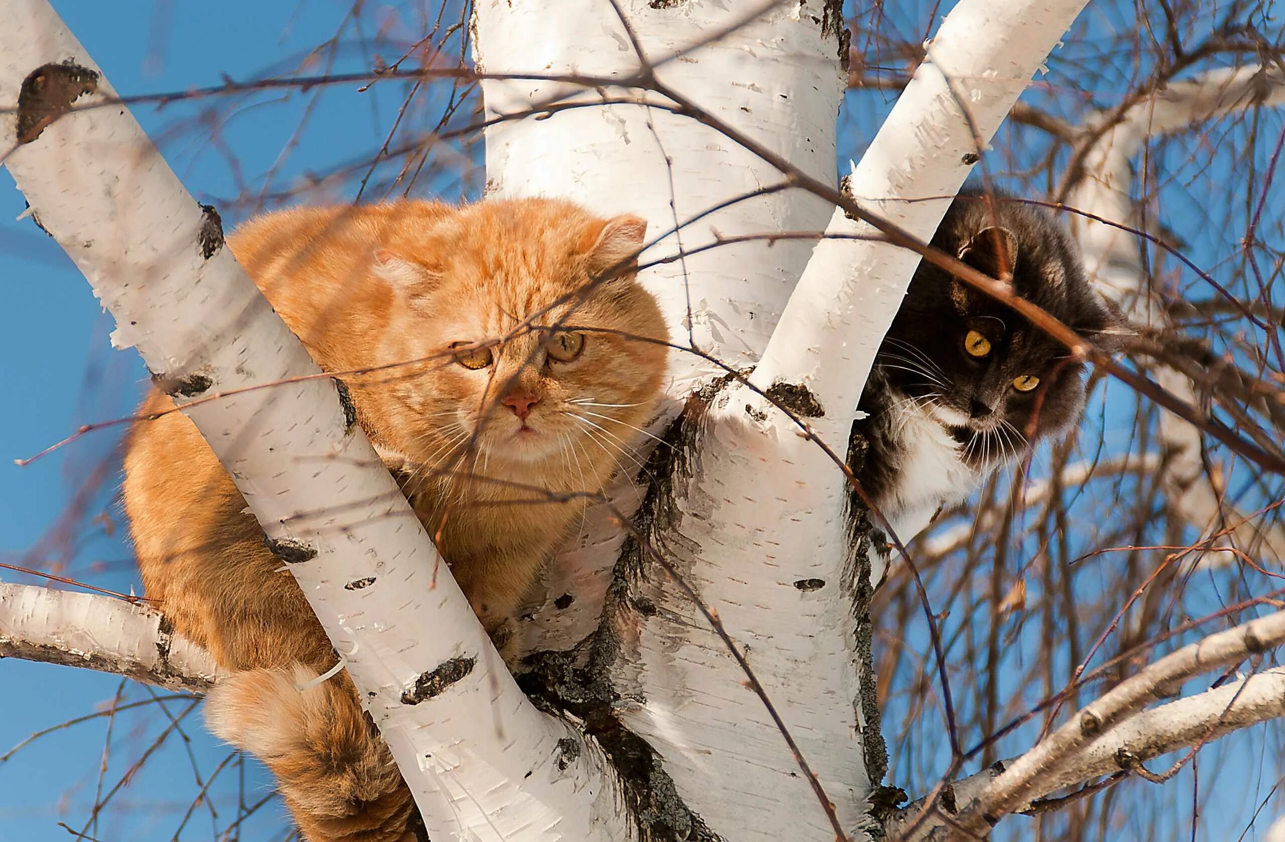 Эх март. Кошки весной.