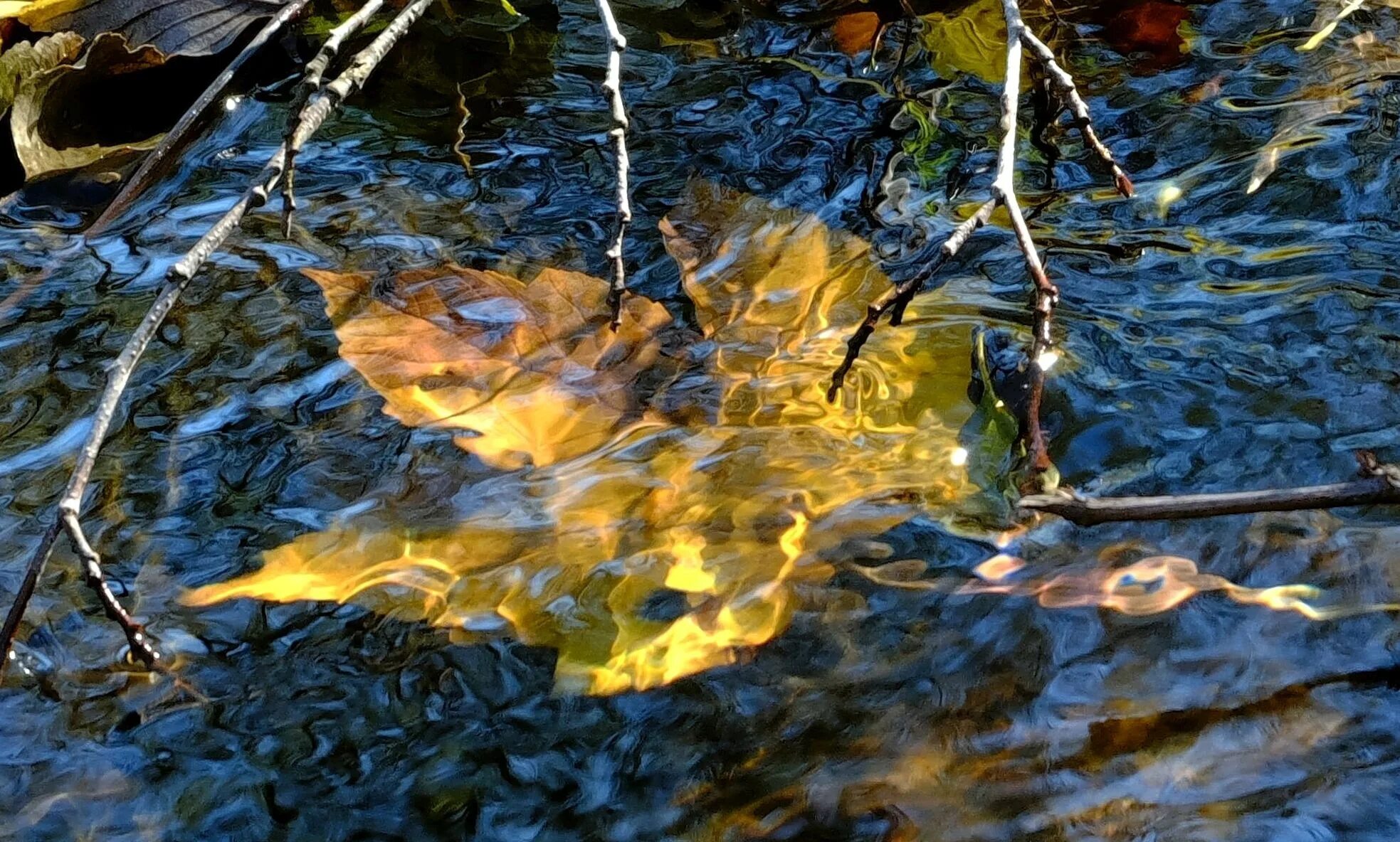 Отражение в ручье. Листья в ручье. Отражение в пруду. Вода в пруду.