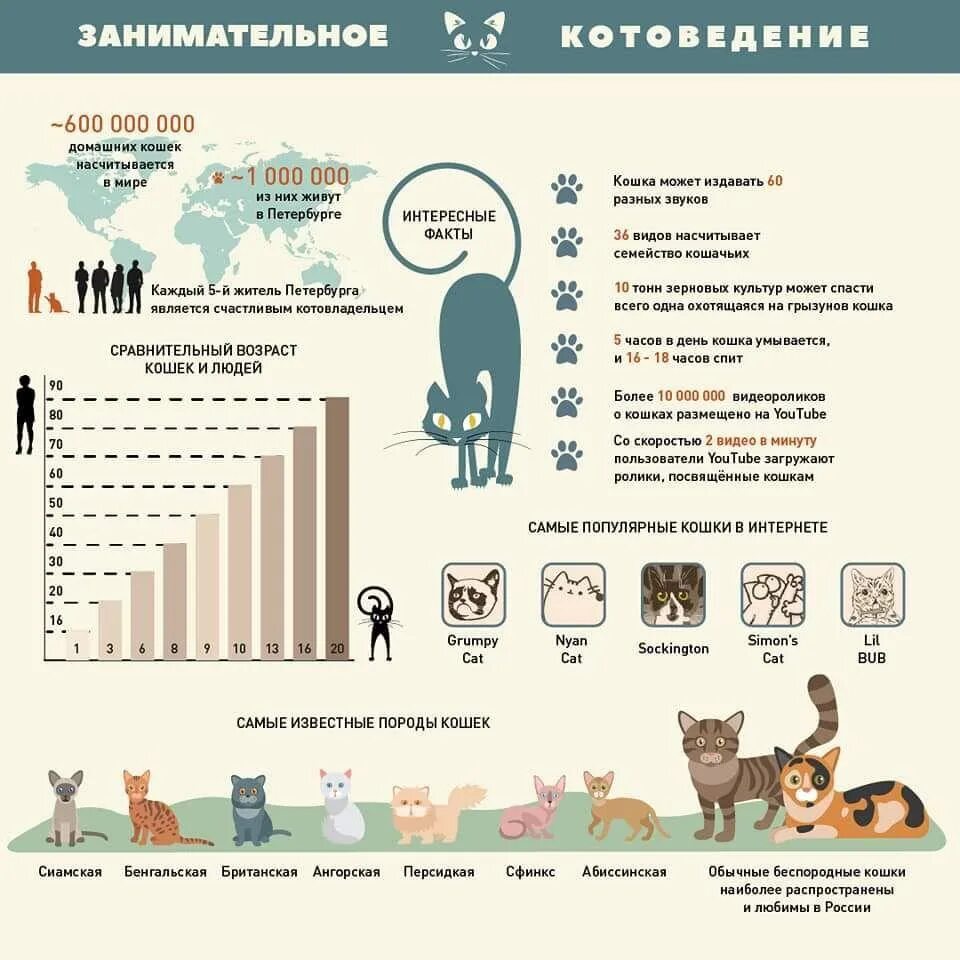 Сколько живет в спб. Сколько живут кошки. Инфографика коты. Инфографика пород кошек. Средняя Продолжительность жизни кошек в России.