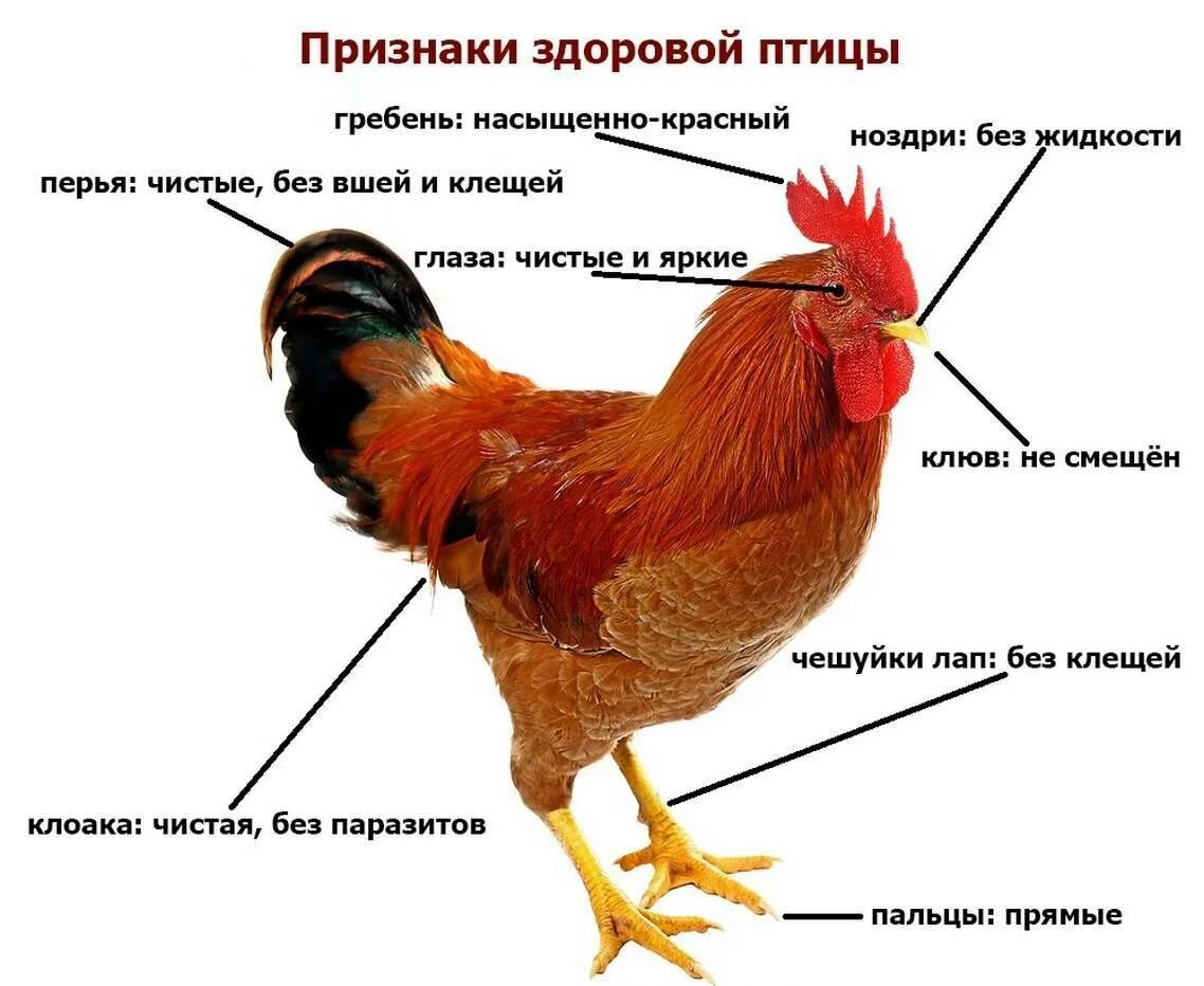 Верный петух. Курица. Возраст курицы несушки. Внешний вид курицы. Внешнее строение курицы.