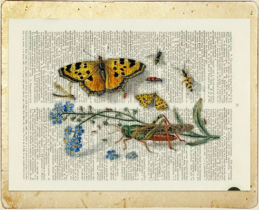 Страница бабочка. Зеле́ные страницы бабочки. Книга зеленые страницы про бабочек. Зеленые страницы бабочки. Зеленые страницы бабочки 2 класс