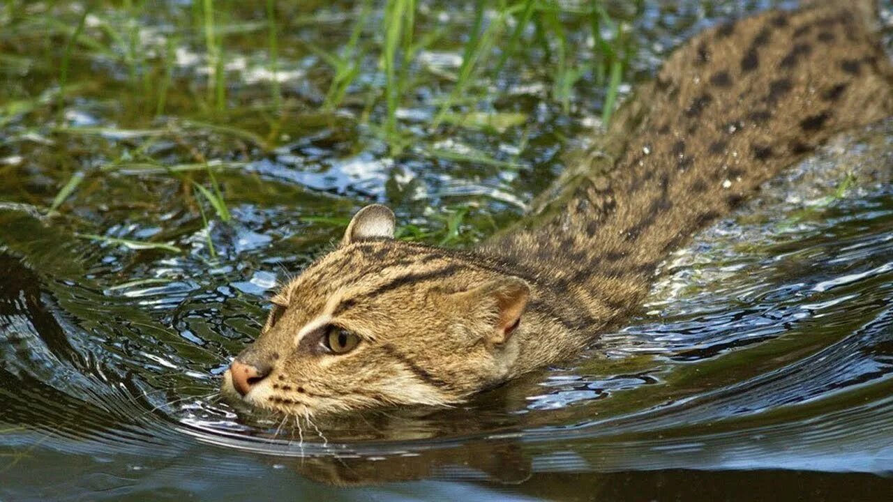 Виверровый кот. Камышовый кот рыболов. Рыболовная кошка. Кот рыболов виверровая кошка. Рыболовная кошка.