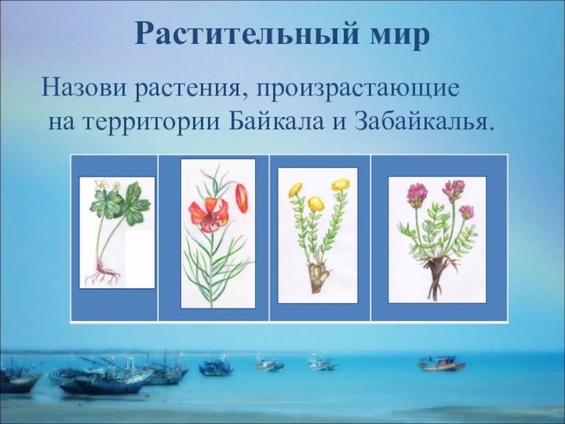 Растительный мир байкала для дошкольников. Эндемики байкала растения. Растительный мир прибайкалья подготовительная группа. Растительный мир прибайкалья. Растения байкала занесенные в красную.
