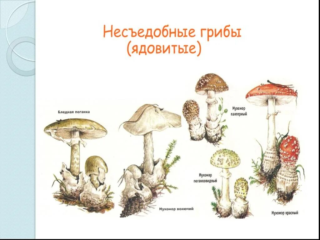 Назови 3 гриба. Съедобные грибы и несъедобные грибы 3 класс. Несъедобные грибы названия 3 класс. Несъедобные грибы 3 класс окружающий мир. Несъедобные грибы названия 3 класс окружающий.