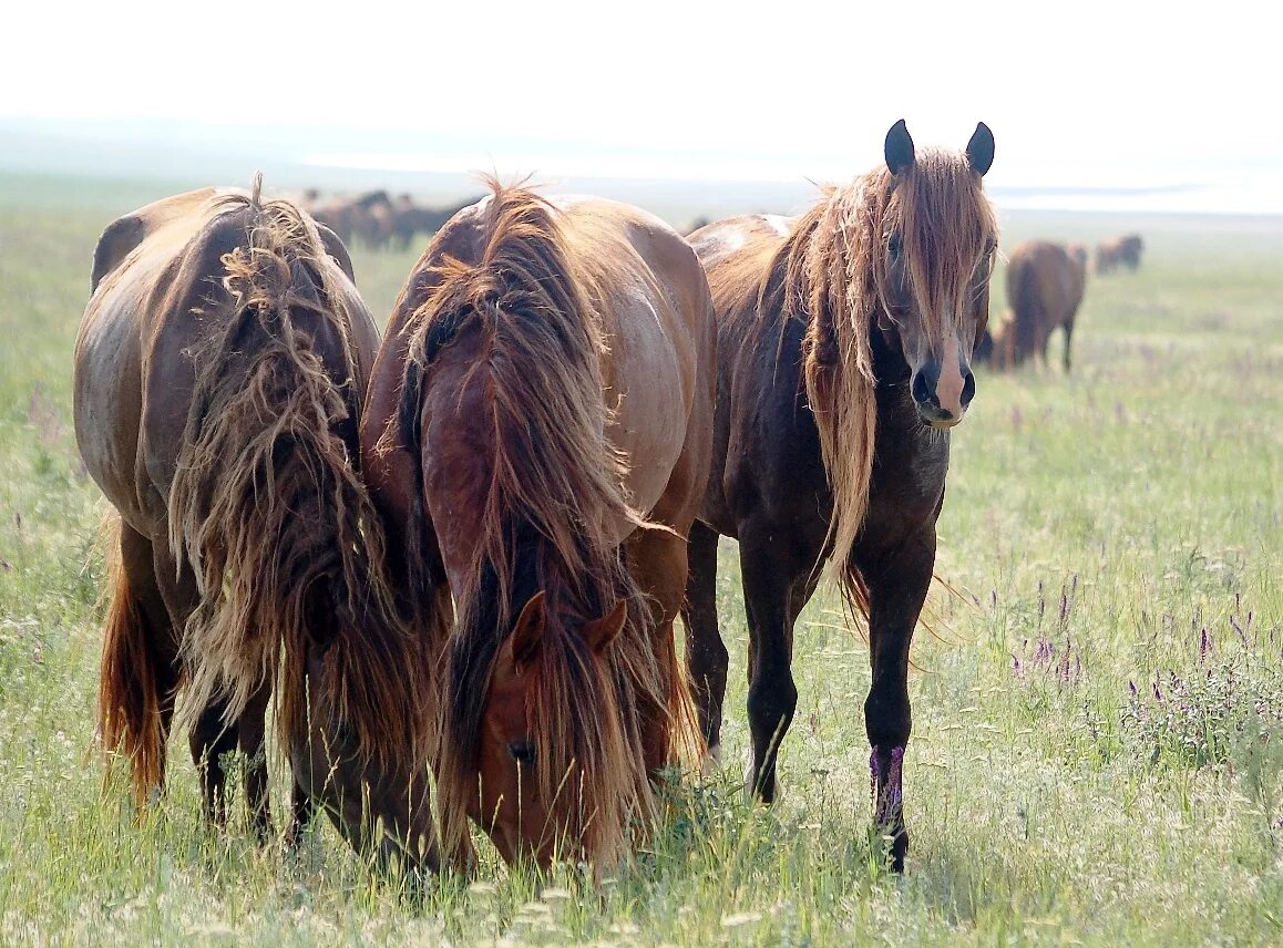 островной участок ростовского заповедника. ростовский заповедник мустанги. маныч гудило мустанги. ростовский заповедник мустанги. ростовский государственный природный заповедник.