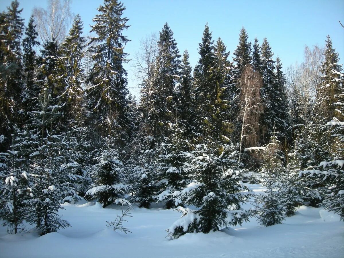 Елкий. Лесная опушка ельник. Зимний еловый лес. Заснеженный еловый лес. Зимой в лесу.