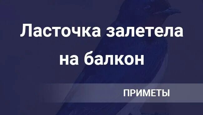 Приметы в дом залетела. Если в дом залетела ласточка. ласточка залетела на балкон примета. ласточка залетела примета. ласточка залетела в квартиру.