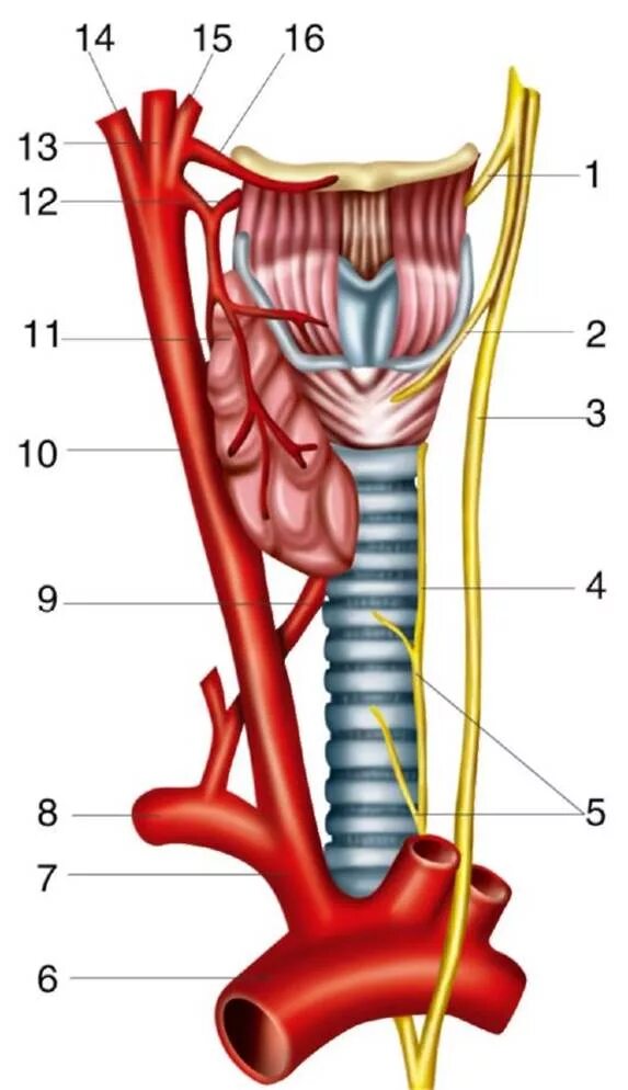 Нервный пищевод. Возвратный нерв щитовидной железы анатомия. Возвратный гортанный нерв анатомия. Возвратный нерв топографическая анатомия. Пищевод трахея и гортань анатомия.