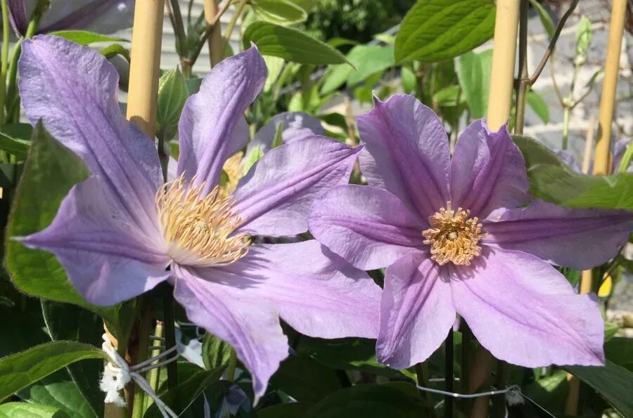 Клематис ривер описание. Клематис eriostemon. Клематис хадсон ривер. Клематис стар ривер. Клематис ривер описание.