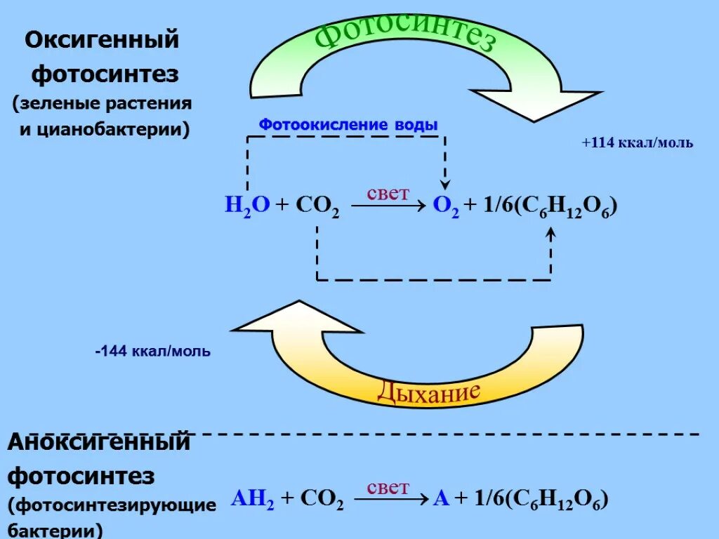 Фотосинтез бактерий схема. Фотосинтез цианобактерий схема. Аноксигенный фотосинтез. Бескислородный фотосинтез схема.