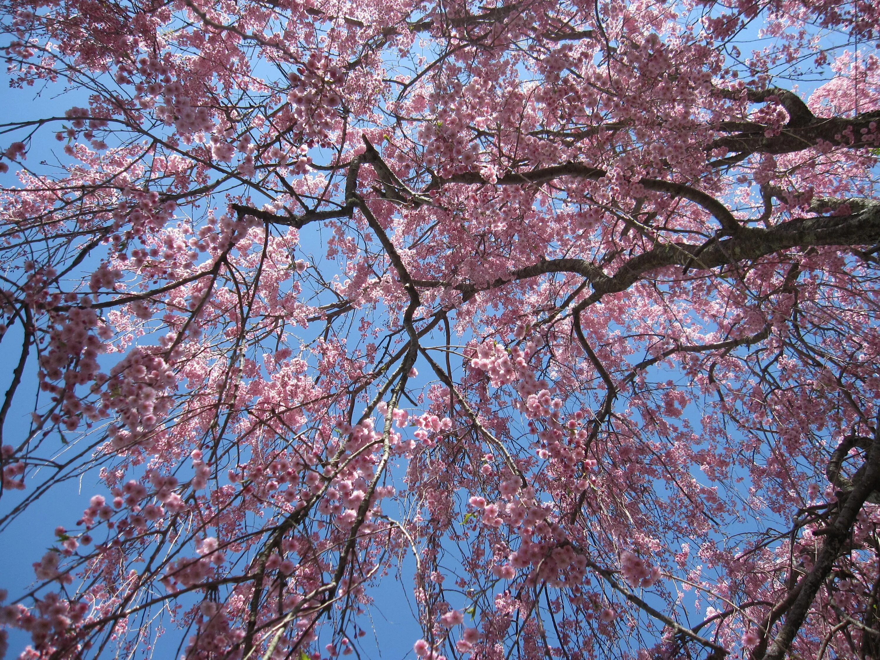 Виды сакуры. Pink черри блоссом дерево деревья. Сакура плакучая. Черри блоссом дерево плакучее. Вишня Сакура дерево.