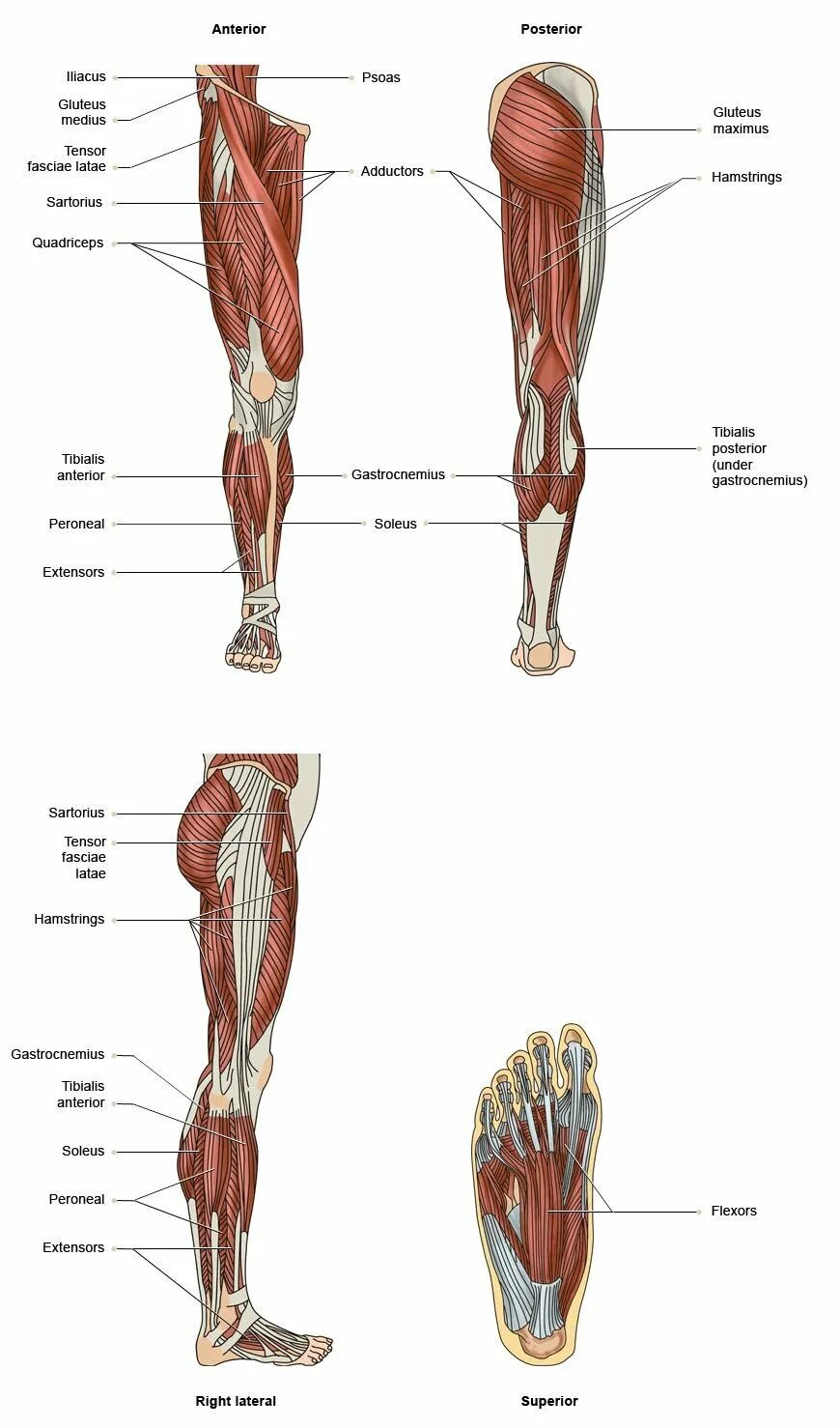 Ноги и мышцы все время. Мышцы нижней конечности вид сбоку. Мышцы ног человека анатомия. Мышцы нижних конечностей человека анатомия. Мышцы ноги анатомия выше колена.