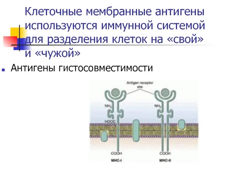 Клеточные антигены. Антигены гистосовместимости. Антигены на мембране. Тестирование гистосовместимости. Мембранные клеточные антигены лейкоз.