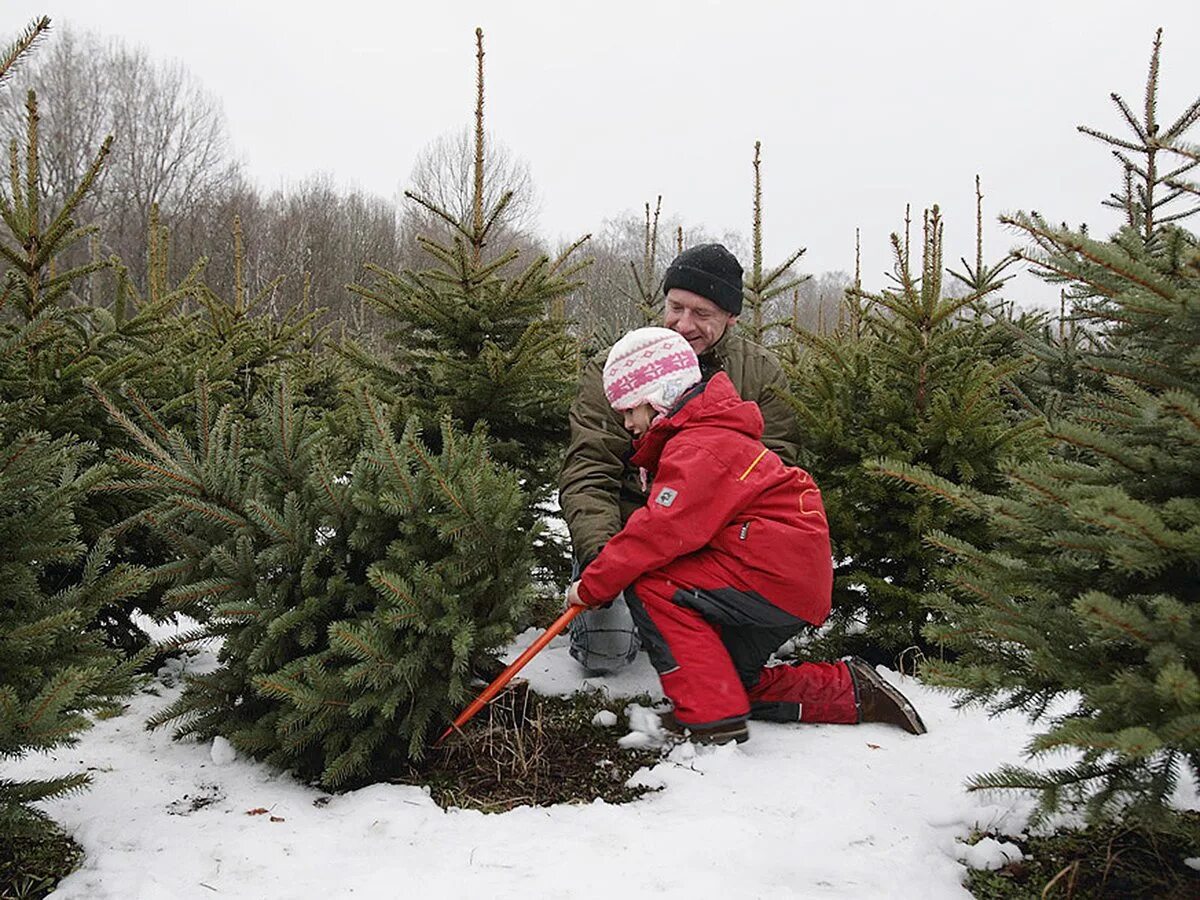 Срубленная ель. Срубленные елки на новый год. Срубил елку. Срубленная ель. Можно срубить елку.