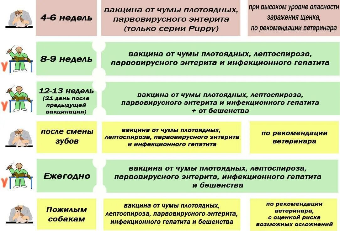 Когда можно гулять с щенком после прививки