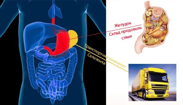 Помощь селезенке