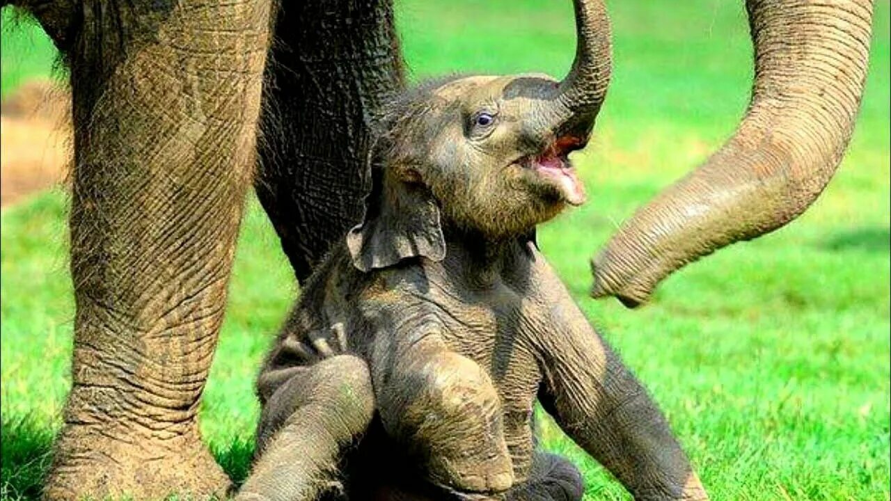 Happy elephant. Слоненок. Любопытный слон. Маленький Слоник. Счастливый слон.