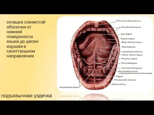 Строение языка человека снизу схема с описанием. Строение языка снизу у человека анатомия. Нижняя поверхность языка анатомия. Строение нижней поверхности языка.