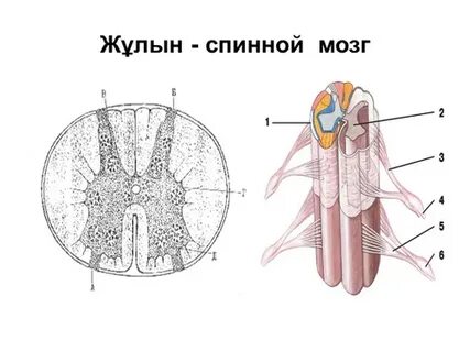 Дарья Малахова порно