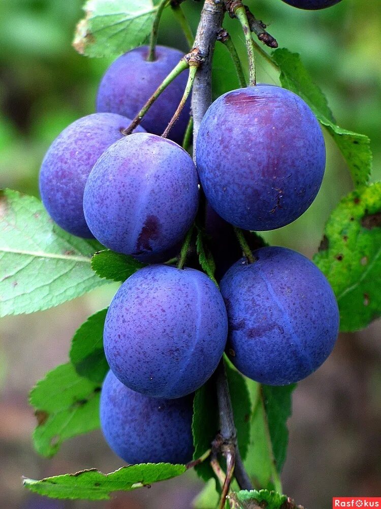 слива амерс. слива ренклод харитоновой. слива испанка. соивы. сочная слива.