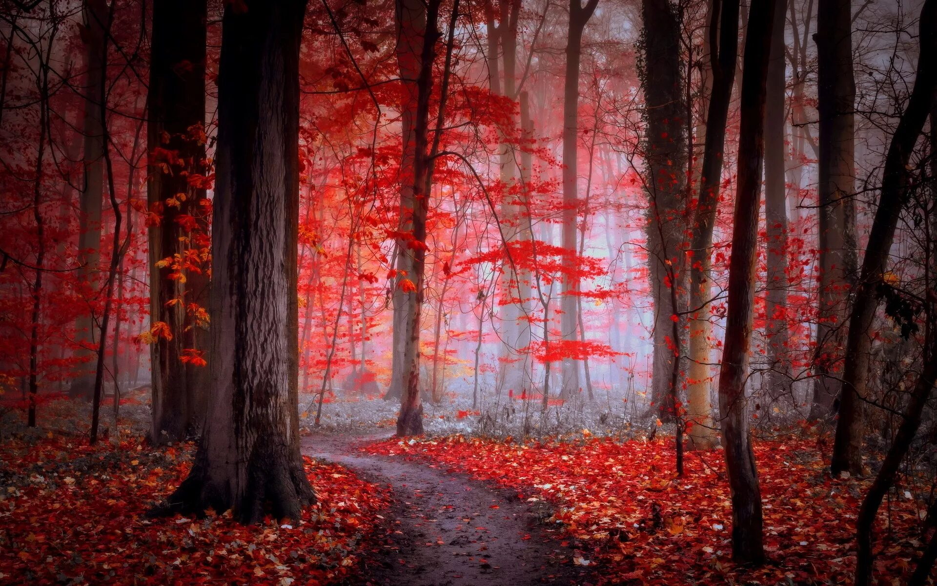 Красный лес участок. Роминтенская пуща (красный лес). Осенний лес. Красная осень. Красное дерево.