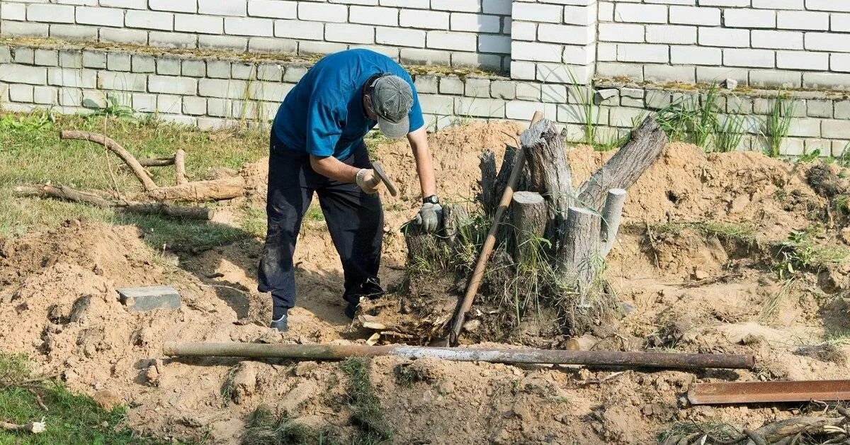 Как убрать старые деревья