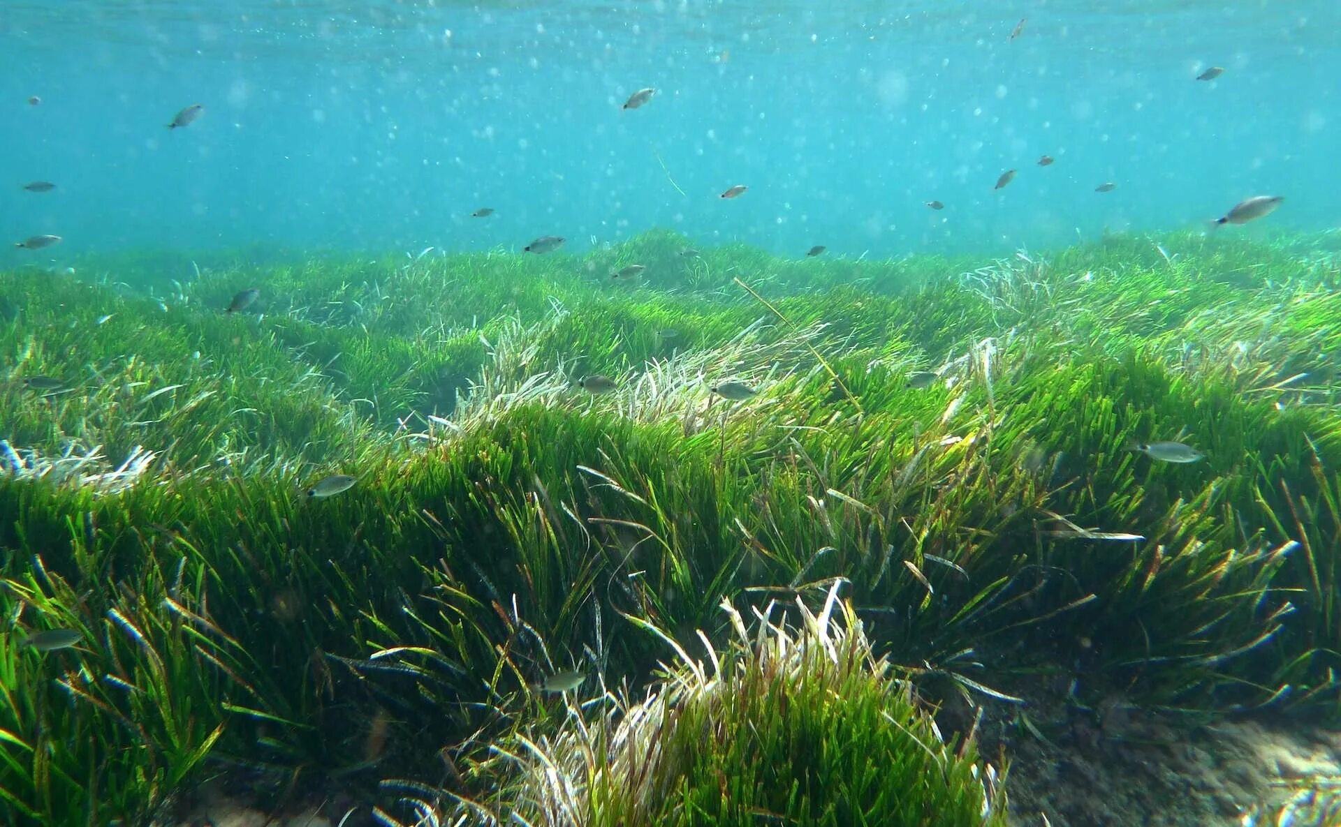 Посейдония водоросли. Посидония водоросль. Морская трава Посидония Океанская. Зостера морская водоросль.