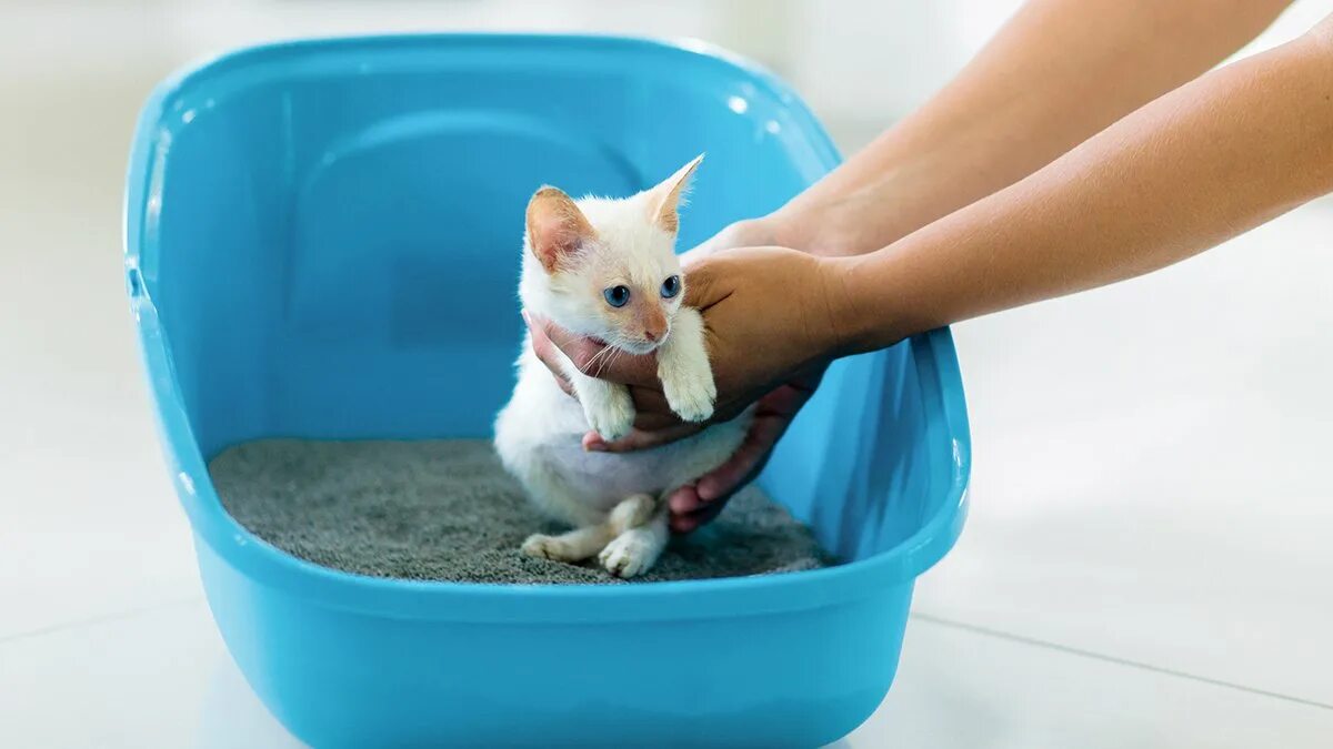 Как приучить котенка к туалету в лоток. Лоток для котят. кот в лотке. лоток для маленьких кошек маленьких котят. приучение котенка к лотку.