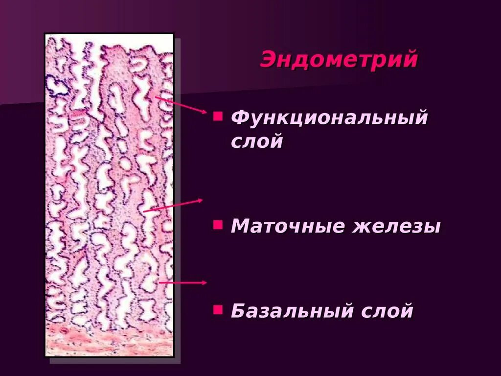 Функциональный слой эндометрия гистология. Базальный и функциональный слой эндометрия. Базальный слой эндометрия гистология. Строение эндометрия гистология.