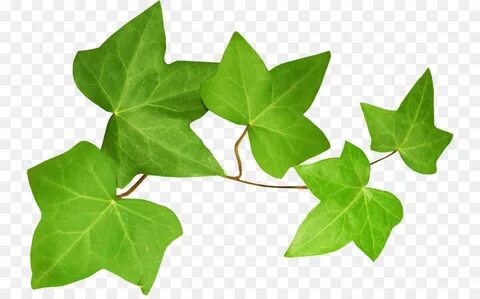 Other leaf