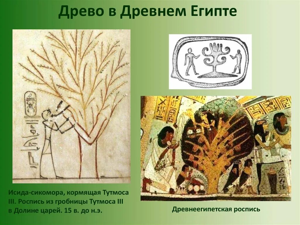 Священное дерево египтян. Сикомора дерево древний Египет. Золотое Древо жизни древний Египет. Мировое Древо Египет сикамора. Сикомора в древнем Египте.