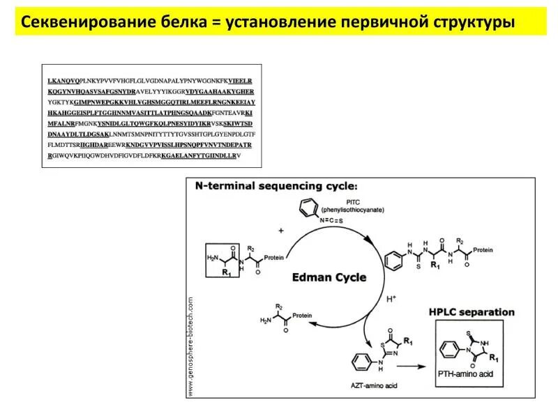 Установление первичной структуры белка. Секвенирование первичной структуры белка. метод эдмана биохимия. секвенирование белков метод эдмана. этапы секвенирование белка.